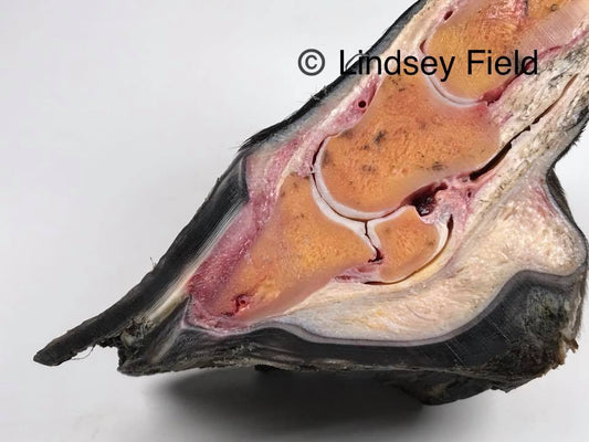 Hoof Conditions:  LAMINITIS – How much do we know about this dangerous condition?