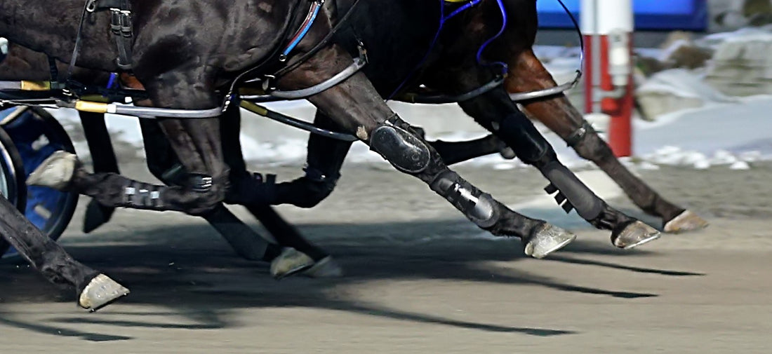 Hoof Function:   Thank goodness for the advances in Photography!