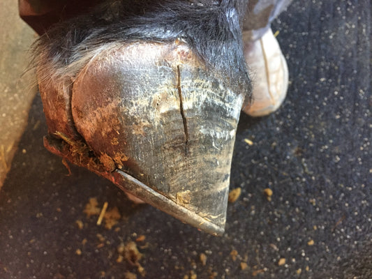 Hoof Conditions:  Two Different Ways to Repair a Quartercrack