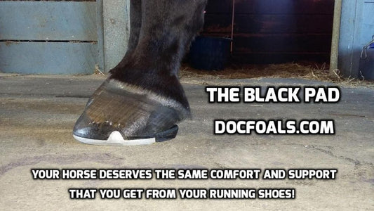 A Brief Overview -- Doc Foal's Hoof Health Blog