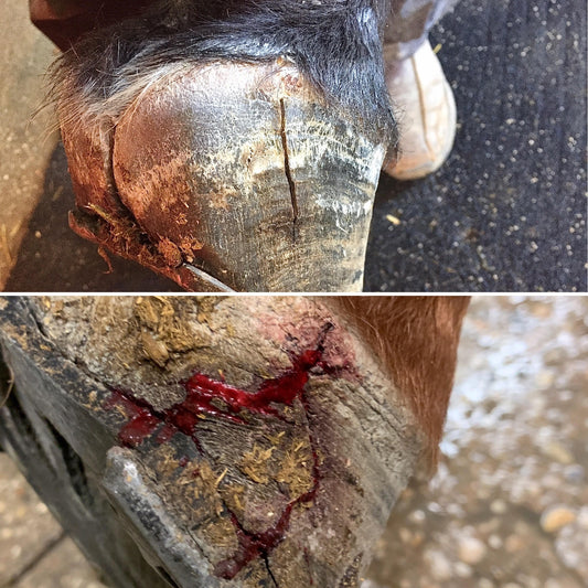 Hoof cracks, quartercracks and their causes.