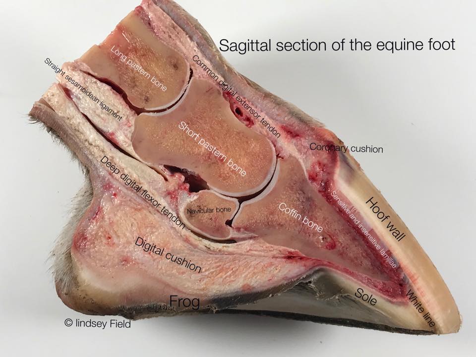 Hoof Function: A LOOK Inside
