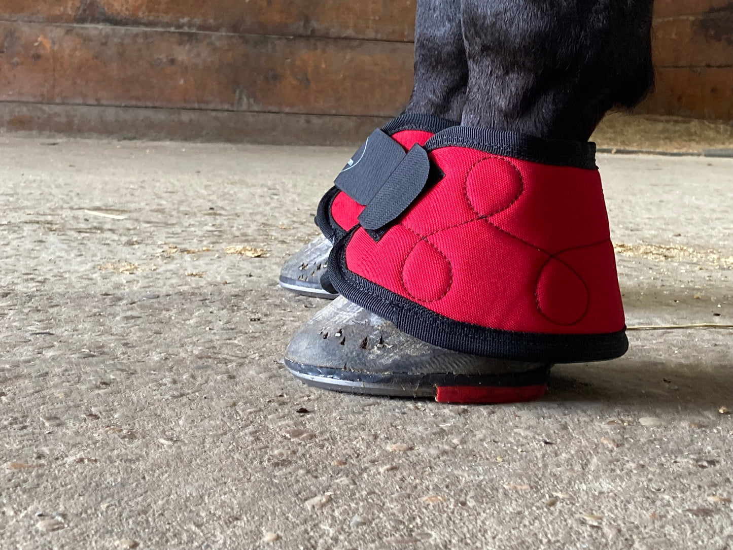 Magnetic Bell Boots for Horses