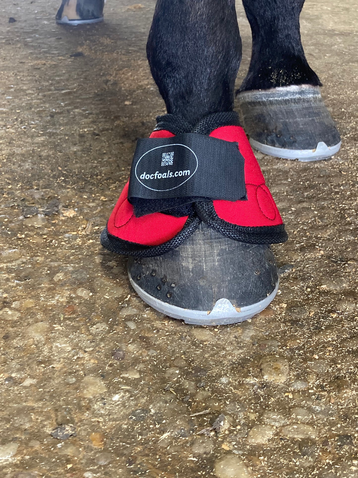 Magnetic Bell Boots for Horses