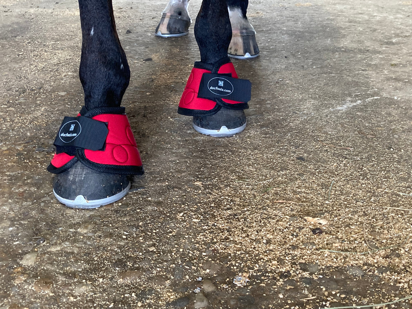 Horse wearing Doc Foal's NEW Magnetic Bell Boots with rare earth neodymium magnets inside.