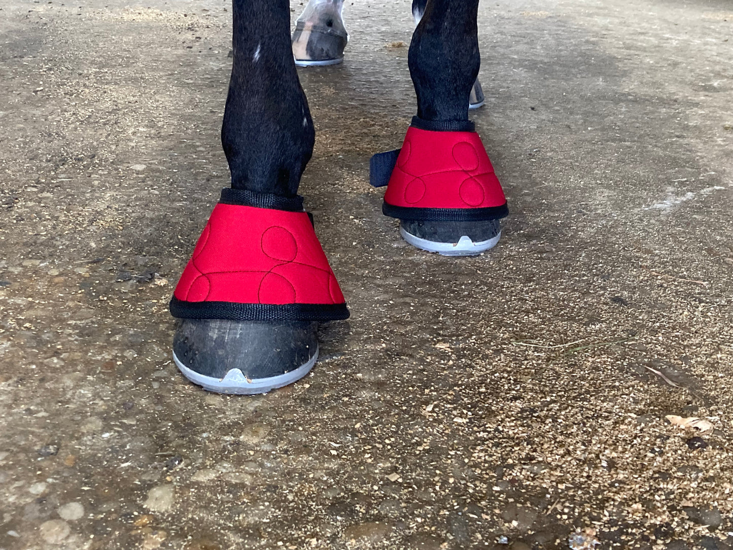 Magnetic Bell Boots for Horses