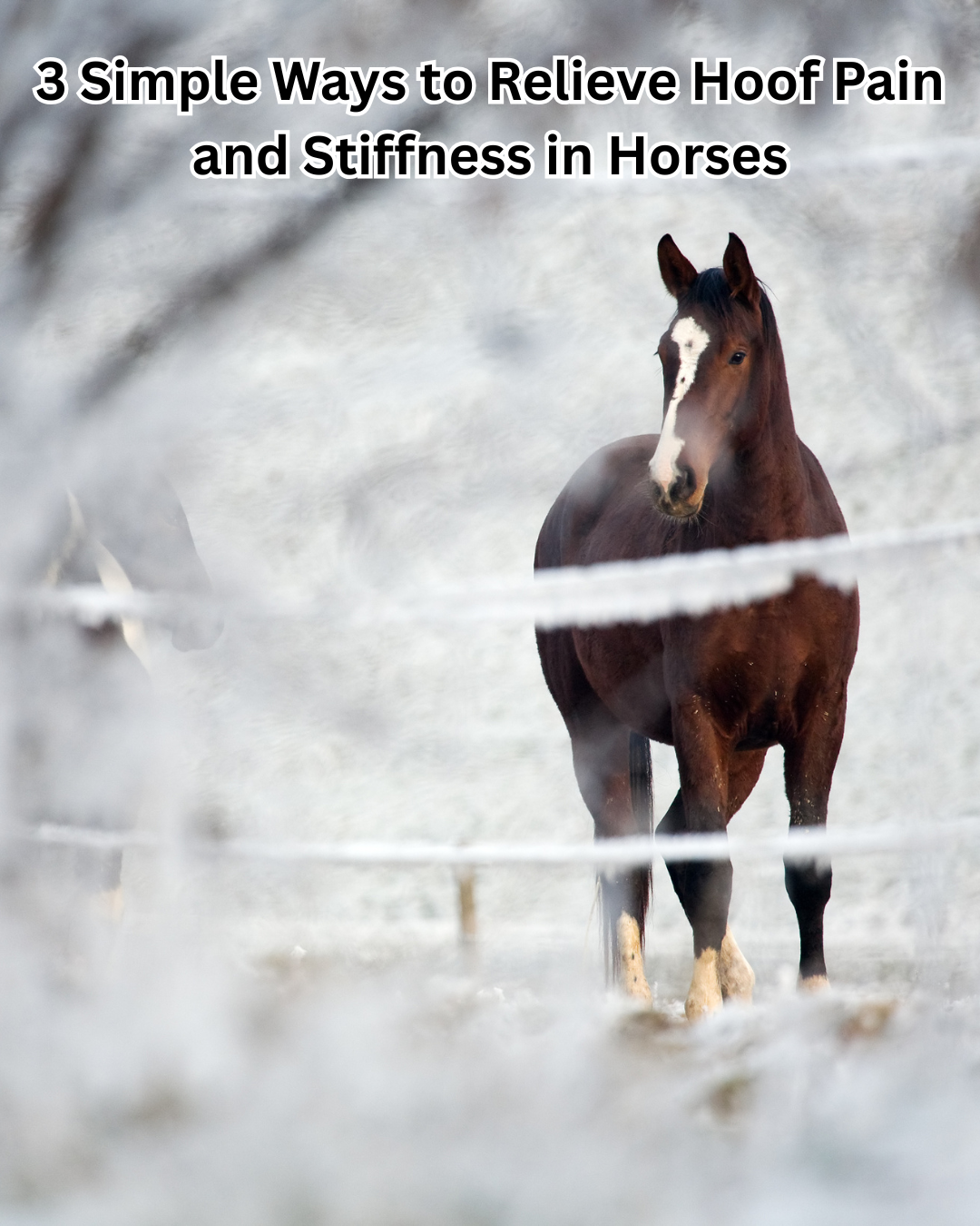 3 Simple Ways to Relieve Hoof Pain and Stiffness in Horses