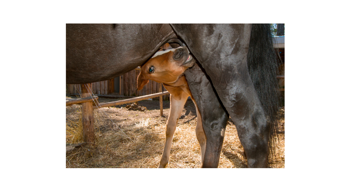 A mare and her newborn foal nursing.