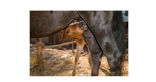 A mare and her newborn foal nursing.