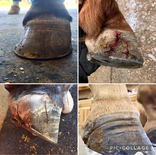 Sore horse feet collage