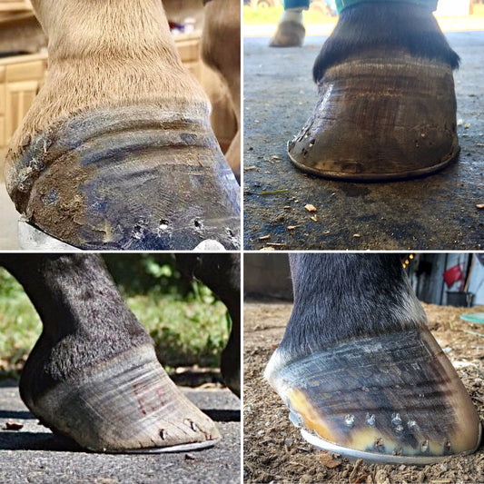 Pictures of sore hooves, laminitis rings, hoof problems
