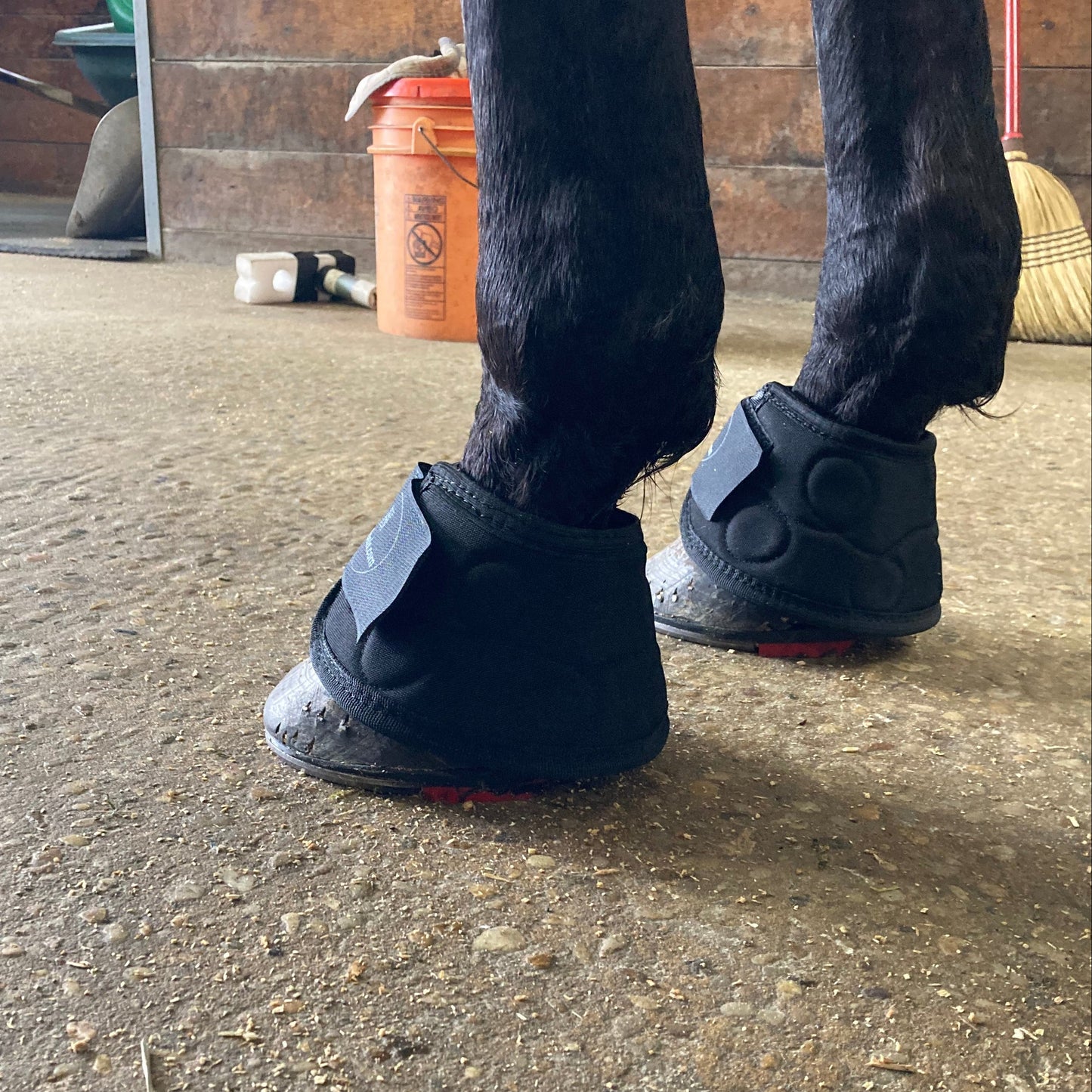 A horse wearing The Black Pads PLUS and New Magnetic Bell Boots from Doc Foal's to help improve hoof health.