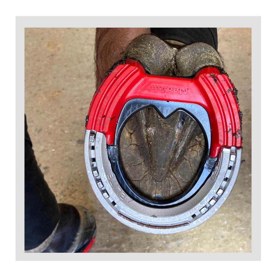 Our newly redesigned pads provide extra benefits with the addition of special magnets and copper. This offers increased circulation and blood flow, which is key to reducing inflammation and supporting healing. Great for most hoof issues including: Navicular, Ringbone, Bruising, Sheared Heels, High/Low Syndrome and many more!