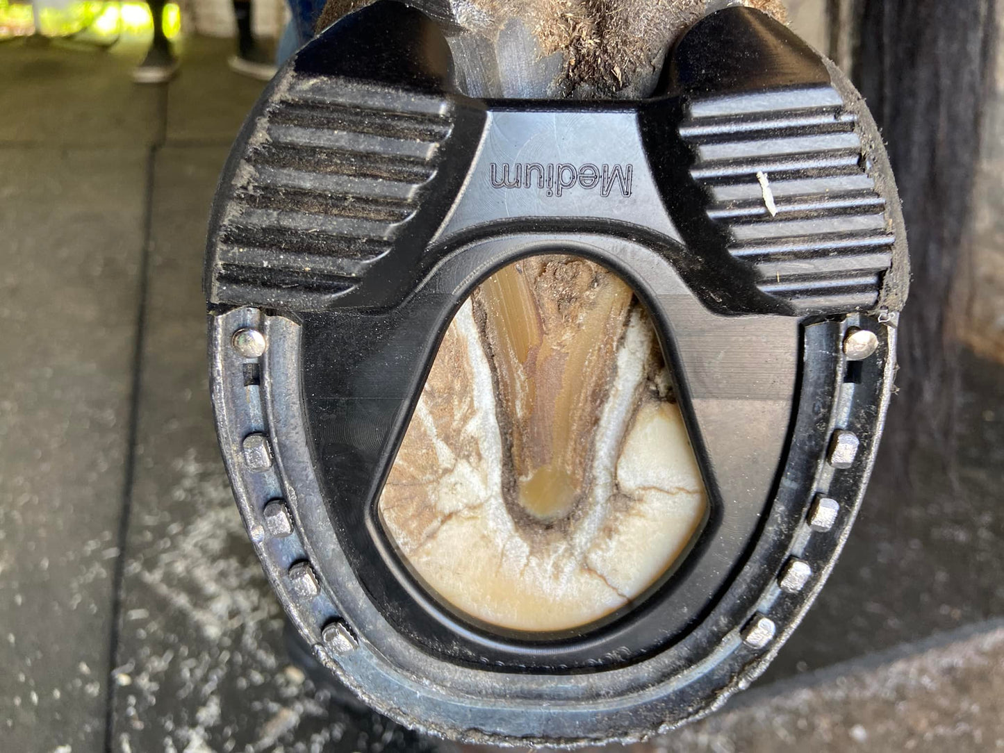 The Black Pad Original - Therapeutic Shock Absorbing Hoof Pad by Doc Foals